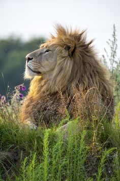 a lion laying down in the grass with its head turned to look like it is resting