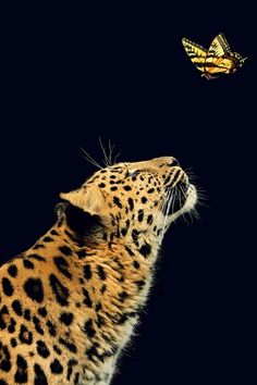 a cheetah looking up at a butterfly on a black background with its head in the air