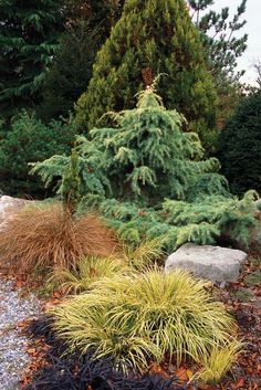 some plants and rocks in the middle of a garden