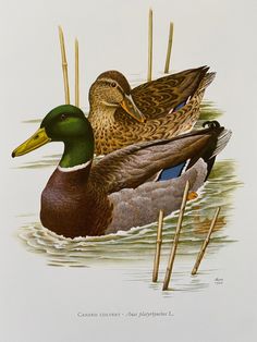 two ducks sitting on top of a body of water next to reeds and grass