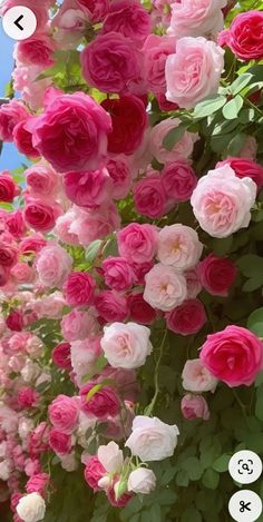 many pink and white flowers are growing together