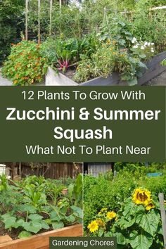 several different types of garden plants with the words, 12 plants to grow with zucchini and summer squash what not to plant near