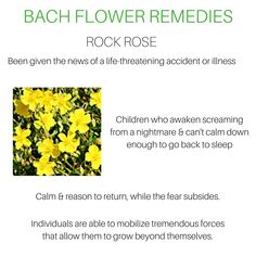 yellow flowers with the words back flower remedies rock rose written in green and white