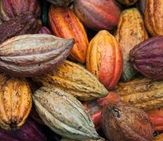 close up view of cocoa beans and pods