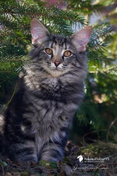 a cat sitting in the grass next to a tree and looking at the camera with an alert look on its face