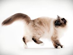 a siamese cat walking on a white background