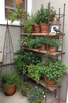 several potted plants on shelves in front of a house