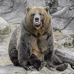 a large brown bear sitting on top of a rock