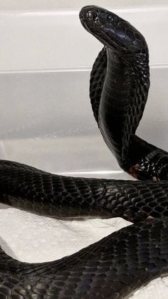 a black snake sitting on top of a white towel