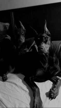 two dogs laying on top of a bed next to each other in black and white