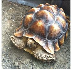 a tortoise crawling on the ground in front of a door with it's head up