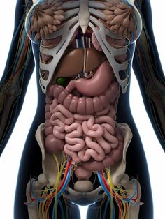 an image of the human body's organs and their major vessels, including the stomach