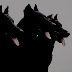 three black dogs standing next to each other with their mouths open in front of the camera