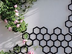 pink flowers are growing on the side of a white wall with black hexagons