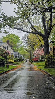 an empty street with houses and trees in the background on a rainy day, as seen from across the street