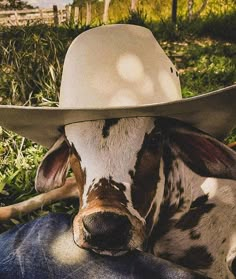 Animal fofo Pet Aesthetic, Cows Farm, Cattle Ranching, Baby Cows, A Cow, Pet Treats, For Love, Pet Accessories