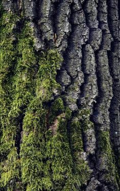 moss growing on the bark of a tree