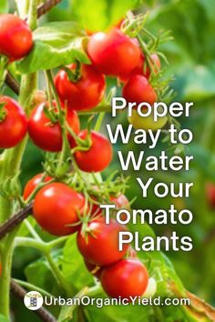 tomatoes growing on a plant with the words proper way to water your tomato plants