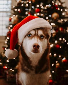 a husky dog wearing a santa hat in front of a christmas tree