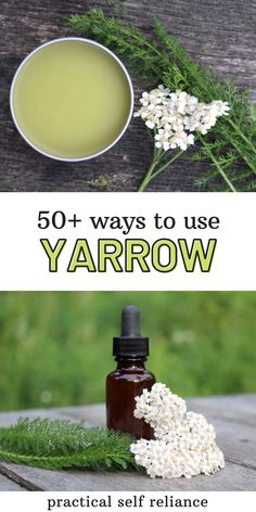 Yarrow Uses, Medicine Recipes, Herb Recipes, Herbal Apothecary