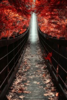 a long wooden bridge surrounded by trees with red leaves