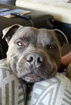 a dog is laying on the back of a couch with his head resting on someone's arm