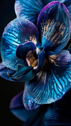 a blue flower with yellow stamens in the center and purple petals on it