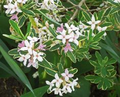 small white flowers with green leaves in the background