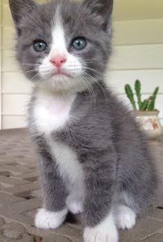 a small gray and white kitten sitting on top of a table