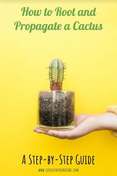 a person holding a potted cactus in their hand with the text how to root and propagate a cactus