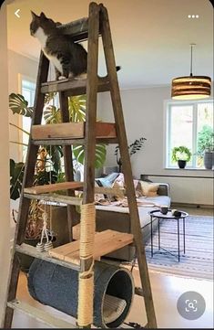 a cat sitting on top of a ladder in a living room next to a couch