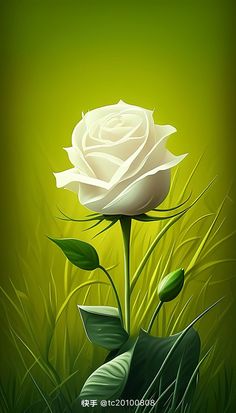 a white rose sitting on top of a lush green field