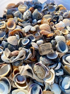 many different types of seashells in a bowl