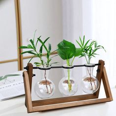 three plants are in glass vases on a wooden stand, with water inside them