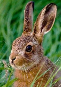 a brown rabbit sitting in the grass looking at something with its ears folded up and eyes wide open