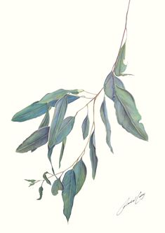 a branch with green leaves on it is shown in this watercolor painting by artist susan gr