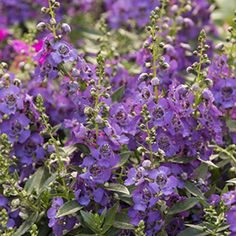 purple flowers are blooming in the garden