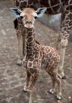 two giraffes are standing next to each other