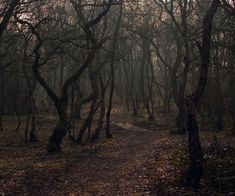 a path in the woods with lots of trees