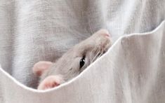 a mouse peeking out from behind a white cloth covering it's face and head