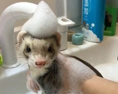 a ferret is being washed in a bathroom sink with soap on it's head