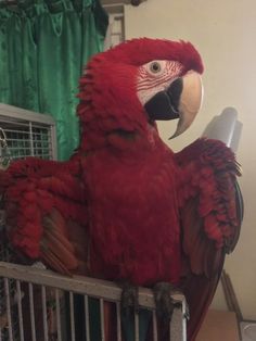 a large red parrot sitting on top of a cage