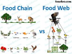 food chain and food web are shown in this graphic diagram, which shows the different types of food chains