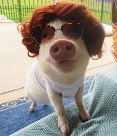 a small pig wearing sunglasses and a bandana on top of it's head