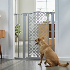 a brown dog sitting in front of a door with a screen on it's side