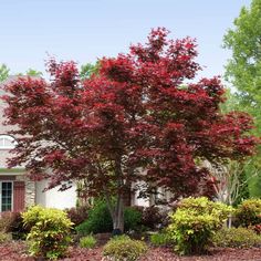 a tree in front of a house with red leaves on it's trees and bushes