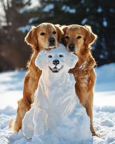 two dogs playing with a snowball in the snow