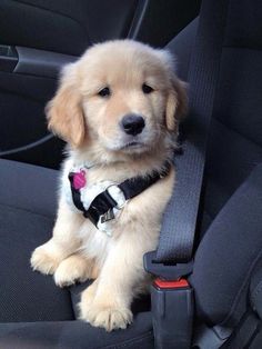 a puppy sitting in the back seat of a car