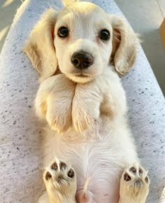 a small white puppy sitting on top of a blue blanket with his paws up to the camera