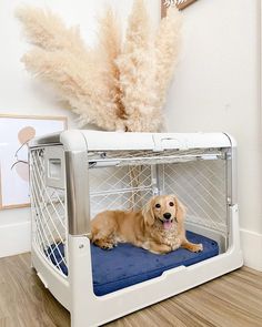 a dog laying on top of a bed in the middle of a room with dry grass